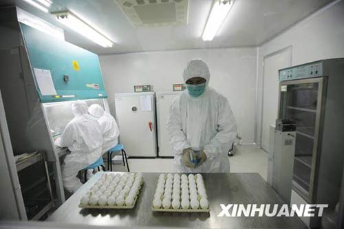 6月8日，科研人員在進(jìn)行毒株種子批的制備工作。新華社記者 邢廣利 攝