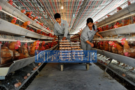 抗生素的濫用正在中國(guó)養(yǎng)殖業(yè)形成惡性循環(huán)，由此引發(fā)的食品安全問(wèn)題已經(jīng)到了關(guān)乎我們民族繁衍的程度。本報(bào)資料圖