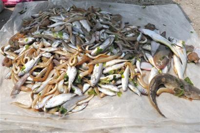 漁民偷用絕戶網(wǎng)撈上魚子魚孫 漁民偷用絕戶網(wǎng)撈上魚子魚孫