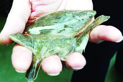 青島161萬小魚軍團(tuán)放流大海 青島161萬小魚軍團(tuán)放流大海