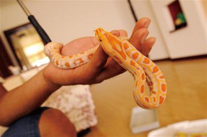 市民養(yǎng)黃金蟒當(dāng)寵物:每天泡澡聽音樂(lè) 1年吃掉萬(wàn)元食物