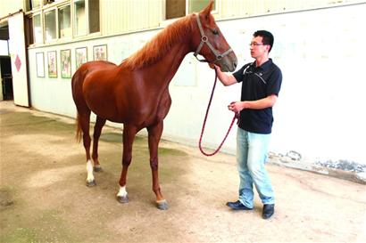 蒙古馬代孕生下歐洲純種馬 蒙古馬代孕生下歐洲純種馬