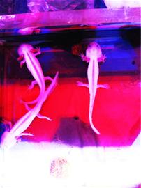 六角恐龍毒死一缸魚(yú) 尾巴分泌毒物能致人中毒 六角恐龍毒死一缸魚(yú) 尾巴分泌毒物能致人中毒