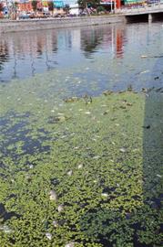 護城河面驚現(xiàn)成片死魚