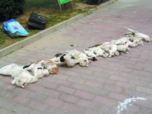 虐貓現(xiàn)場(chǎng)