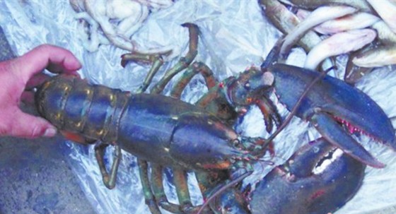 青島驚現(xiàn)2.7斤巨型龍蝦 身長35厘米有成人胳膊粗 青島驚現(xiàn)2.7斤巨型龍蝦 身長35厘米有成人胳膊粗