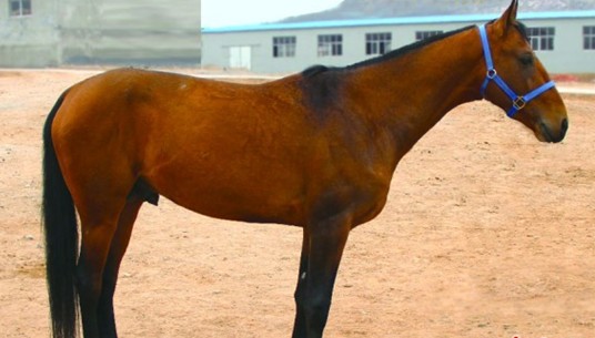 青島藏20余匹汗血寶馬 匹匹身價(jià)超寶馬車 青島藏20余匹汗血寶馬 匹匹身價(jià)超寶馬車