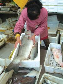 20斤鱸魚受追捧 十年前過(guò)百斤才算大魚