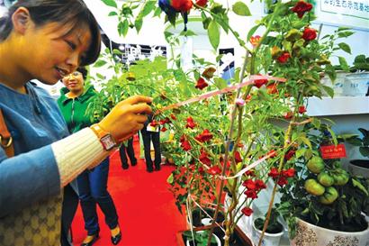 瑯琊雞蛋論個賣一個2.5元 韭菜被搶購一空 瑯琊雞蛋論個賣一個2.5元 韭菜被搶購一空