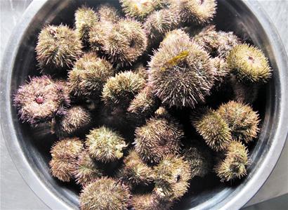 青島海量海膽涌上岸 趕海市民1小時(shí)撿1盆 青島海量海膽涌上岸 趕海市民1小時(shí)撿1盆