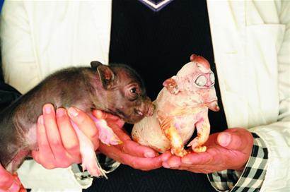 和一起出生的小豬崽相比，“小象豬”確實(shí)不一樣。