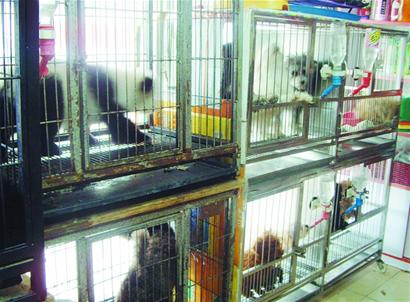 寵物春節(jié)入托要看店家臉色 價(jià)格猛漲一鋪難求 寵物春節(jié)入托要看店家臉色 價(jià)格猛漲一鋪難求