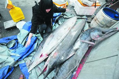 罕見金槍魚現菜市場 身長近4米體重超300斤