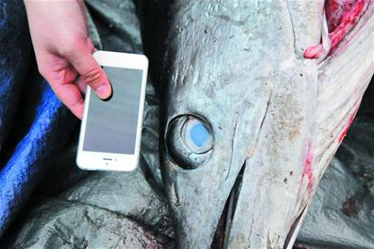 罕見金槍魚現菜市場 身長近4米體重超300斤