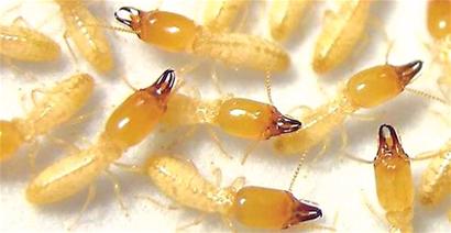 康有為故居白蟻出沒 門框陽臺(tái)全更換 康有為故居白蟻出沒 門框陽臺(tái)全更換