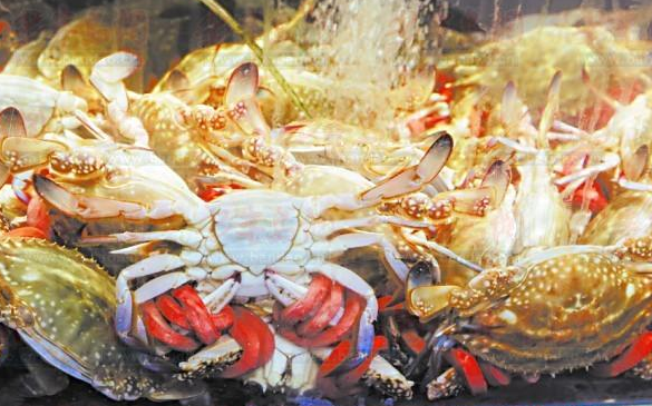 佳世客超市買螃蟹遇煩惱 千元蟹子皮筋370元 佳世客超市買螃蟹遇煩惱 千元蟹子皮筋370元